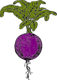 Vektorový obrázek, ilustrační klipart Řepa červená ke stažení, Zelenina vektorový obrázek pro vaše dokumenty