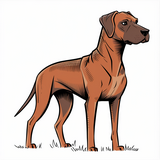 Rhodsk ridgeback