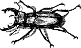 Vektorový obrázek, ilustrační klipart Roháč ke stažení, Hmyz vektorový obrázek pro vaše dokumenty