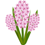 Růžový hyacint