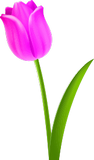 Vektorový obrázek, ilustrační klipart Růžový tulipán ke stažení, Květiny vektorový obrázek pro vaše dokumenty
