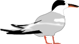 Vektorový obrázek, ilustrační klipart Rybák ke stažení, Ptáci vektorový obrázek pro vaše dokumenty