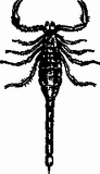 Vektorový obrázek, ilustrační klipart Škorpion ke stažení, Hmyz vektorový obrázek pro vaše dokumenty