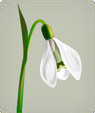 Vektorový obrázek, ilustrační klipart Sněženka ke stažení, Květiny vektorový obrázek pro vaše dokumenty