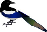 Vektorový obrázek, ilustrační klipart Straka ke stažení, Ptáci vektorový obrázek pro vaše dokumenty