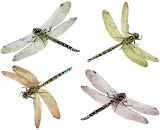 Vektorový obrázek, ilustrační klipart Vážky ke stažení, Hmyz vektorový obrázek pro vaše dokumenty