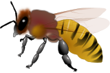 Vektorový obrázek, ilustrační klipart Včelička ke stažení, Hmyz vektorový obrázek pro vaše dokumenty