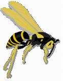 Vektorový obrázek, ilustrační klipart Vosa ke stažení, Hmyz vektorový obrázek pro vaše dokumenty