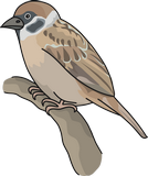 Vektorový obrázek, ilustrační klipart Vrabec ke stažení, Ptáci vektorový obrázek pro vaše dokumenty