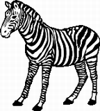 Vektorový obrázek, ilustrační klipart Zebra ke stažení, Zvířata vektorový obrázek pro vaše dokumenty