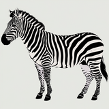 Zebra stepn