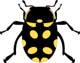 Vektorový obrázek, ilustrační klipart Žluté slunéčko ke stažení, Hmyz vektorový obrázek pro vaše dokumenty