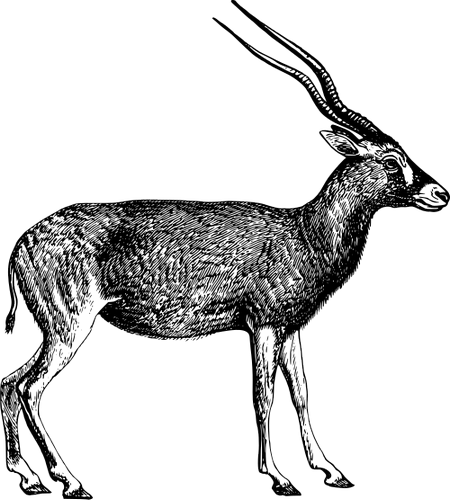Vektorový obrázek, ilustrační klipart Adax v rozlišení 450x500 pixelů zdarma ke stažení, Zvířata vektor do vašich dokumentů