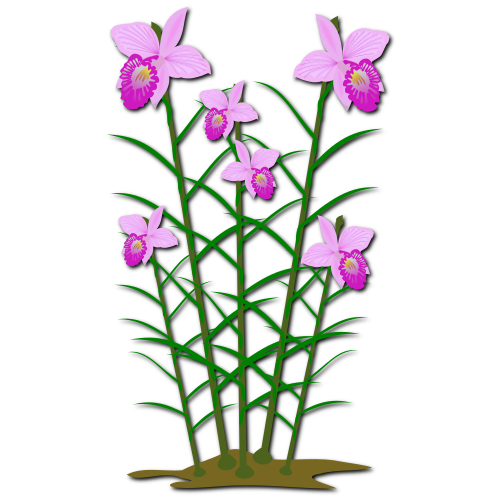 Vektorový obrázek, ilustrační klipart Arundina zdarma ke stažení, Květiny vektor do vašich dokumentů