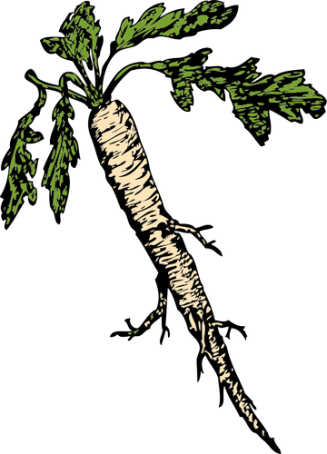 Vektorový obrázek, ilustrační klipart Černý kořen zdarma ke stažení, Zelenina vektor do vašich dokumentů
