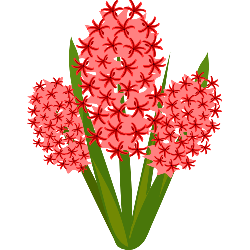 Vektorový obrázek, ilustrační klipart Červený hyacint zdarma ke stažení, Květiny vektor do vašich dokumentů