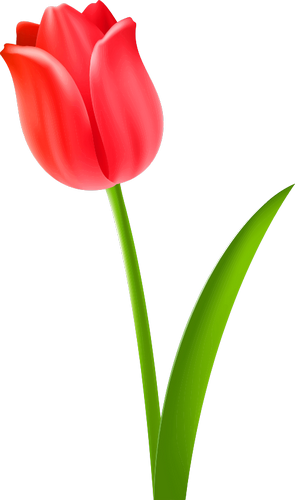 Vektorový obrázek, ilustrační klipart Červený tulipán v rozlišení 295x500 pixelů zdarma ke stažení, Květiny vektor do vašich dokumentů