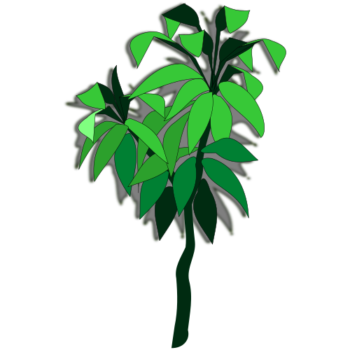 Vektorový obrázek, ilustrační klipart Dracena zdarma ke stažení, Rostliny vektor do vašich dokumentů