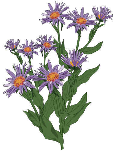 Vektorový obrázek, ilustrační klipart Hvězdnice pyrenejská zdarma ke stažení, Květiny vektor do vašich dokumentů