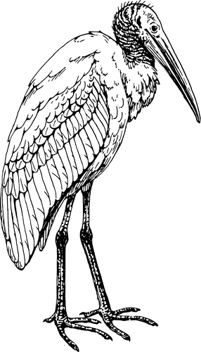 Vektorový obrázek, ilustrační klipart Ibis zdarma ke stažení, Ptáci vektor do vašich dokumentů