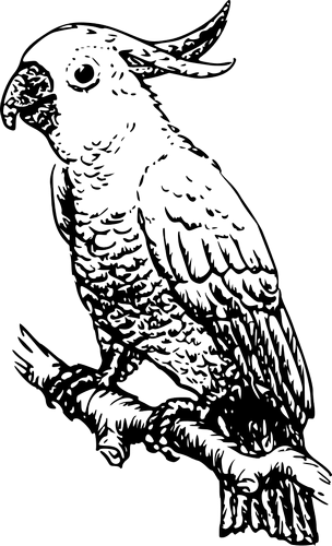 Vektorový obrázek, ilustrační klipart Kakadu zdarma ke stažení, Ptáci vektor do vašich dokumentů
