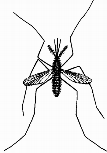 Vektorov obrzek, ilustran klipart Komr zdarma ke staen, Hmyz vektor do vaich dokument