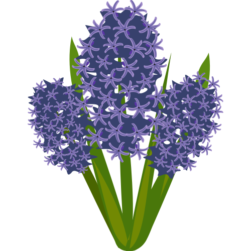 Vektorov obrzek, ilustran klipart Modr hyacint zdarma ke staen, Kvtiny vektor do vaich dokument