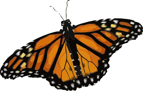 Vektorový obrázek, ilustrační klipart Monarcha stěhovavý zdarma ke stažení, Hmyz vektor do vašich dokumentů