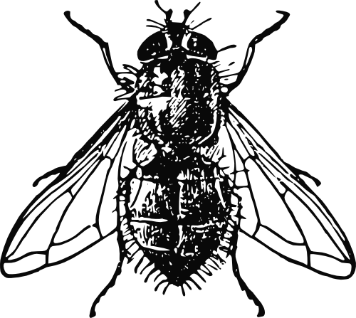 Vektorový obrázek, ilustrační klipart Moucha zdarma ke stažení, Hmyz vektor do vašich dokumentů