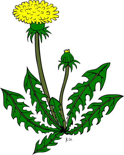 Vektorový obrázek, ilustrační klipart Pampeliška zdarma ke stažení, Rostliny vektor do vašich dokumentů