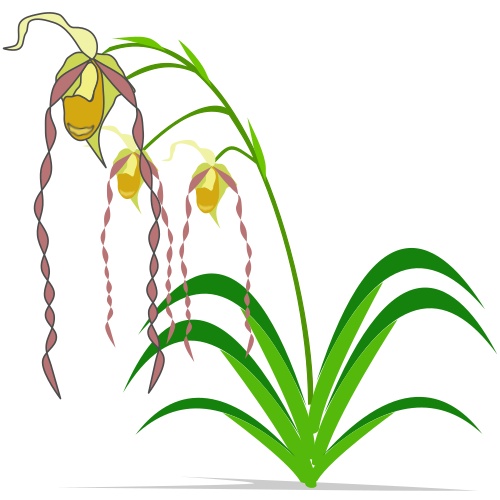 Vektorový obrázek, ilustrační klipart Phragmipedium zdarma ke stažení, Květiny vektor do vašich dokumentů