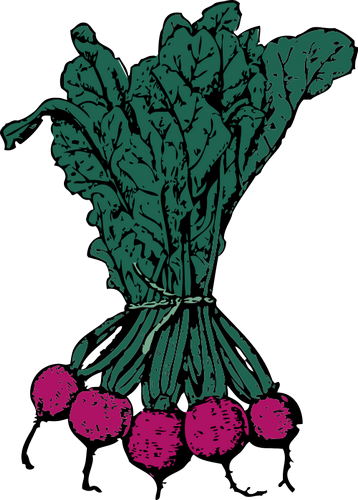 Vektorový obrázek, ilustrační klipart Ředkvičky zdarma ke stažení, Zelenina vektor do vašich dokumentů