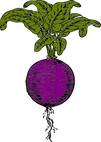 Vektorový obrázek, ilustrační klipart Řepa červená zdarma ke stažení, Zelenina vektor do vašich dokumentů