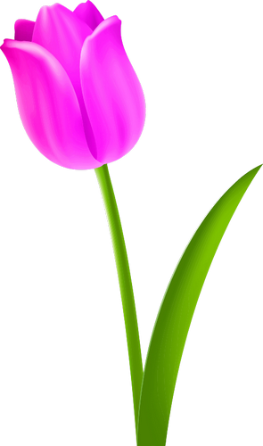 Vektorový obrázek, ilustrační klipart Růžový tulipán zdarma ke stažení, Květiny vektor do vašich dokumentů