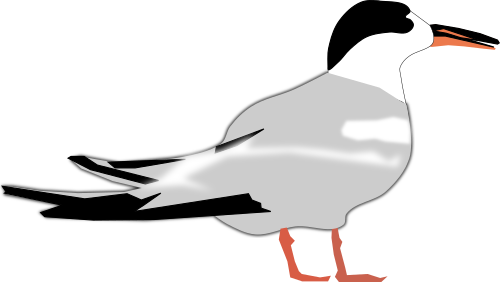 Vektorový obrázek, ilustrační klipart Rybák zdarma ke stažení, Ptáci vektor do vašich dokumentů