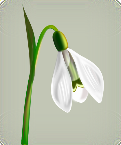 Vektorový obrázek, ilustrační klipart Sněženka zdarma ke stažení, Květiny vektor do vašich dokumentů