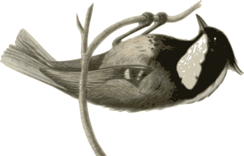 Vektorový obrázek, ilustrační klipart Sýkora uhelníček zdarma ke stažení, Ptáci vektor do vašich dokumentů