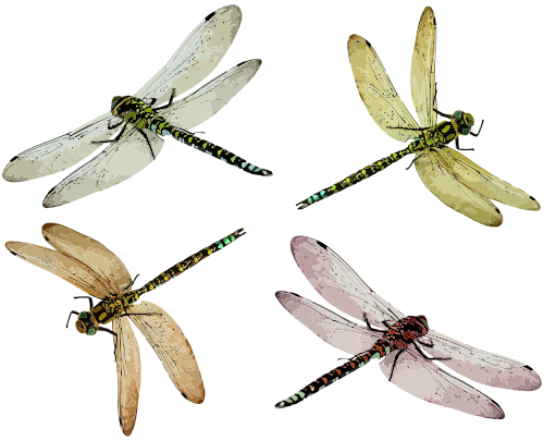 Vektorový obrázek, ilustrační klipart Vážky zdarma ke stažení, Hmyz vektor do vašich dokumentů
