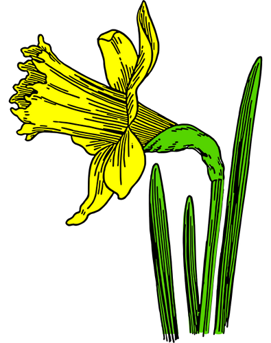 Vektorový obrázek, ilustrační klipart Žlutý narcis zdarma ke stažení, Květiny vektor do vašich dokumentů